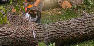 Why Choose Our Tree Removal Services in Perryton, TX?