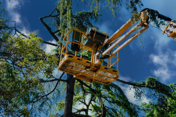 Trusted Perryton, TX  Tree Services Experts